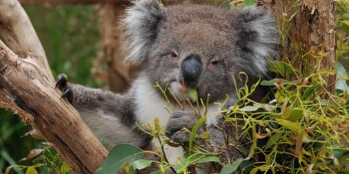 australia-2910662__340