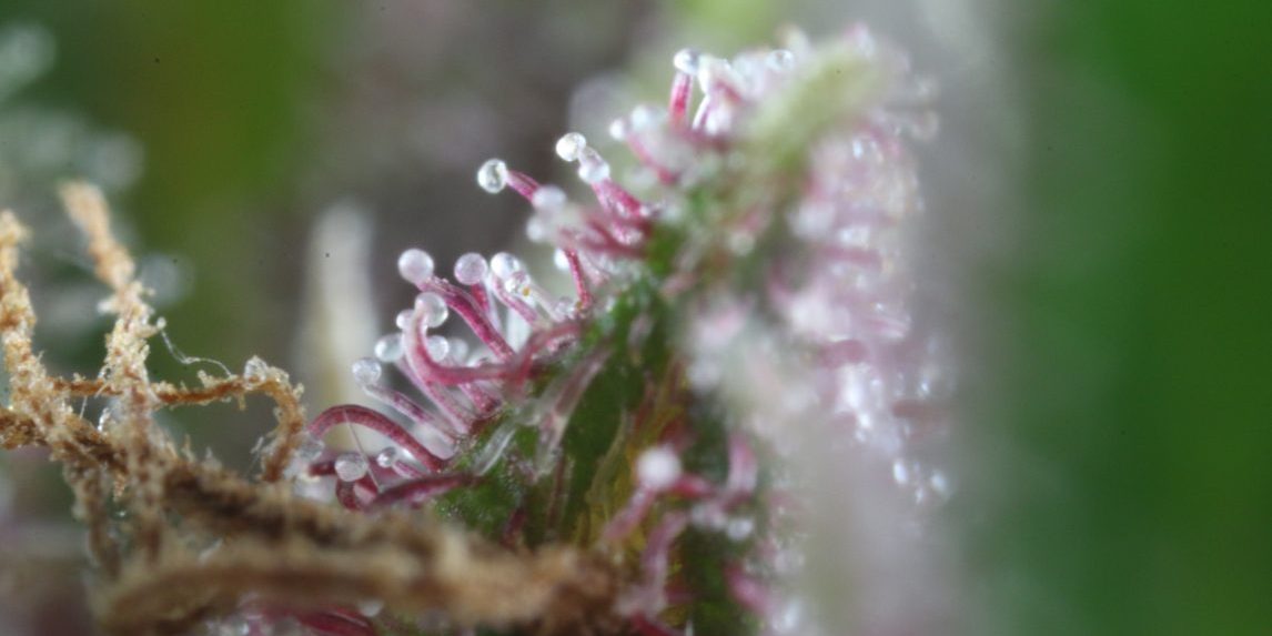 IMG_9951-e1535980594200